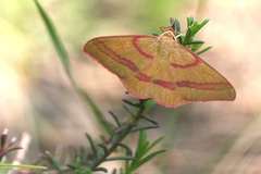 Rhodostrophia calabra