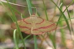 Rhodostrophia calabra