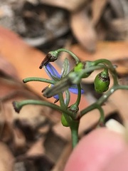Dianella brevicaulis