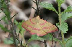 Rhodostrophia calabra
