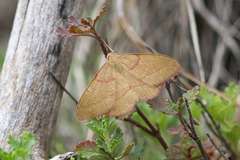 Rhodostrophia calabra