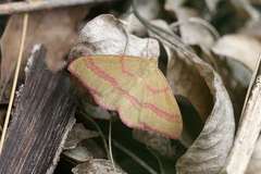 Rhodostrophia calabra