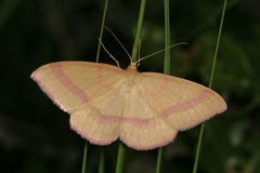 Rhodostrophia calabra