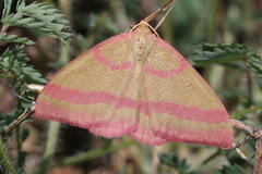 Rhodostrophia calabra