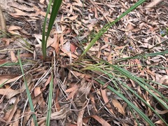 Dianella brevicaulis