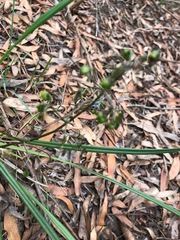 Dianella brevicaulis