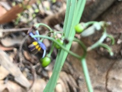 Dianella brevicaulis