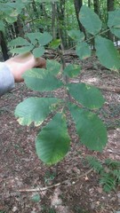 Carya cordiformis