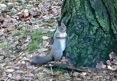 Sciurus vulgaris