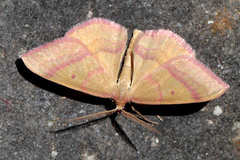 Rhodostrophia cretacaria