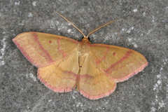 Rhodostrophia cretacaria