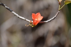 Brachychiton