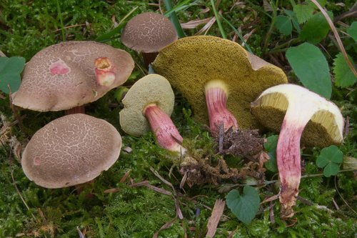 Xerocomellus chrysenteron (Bull.) Šutara