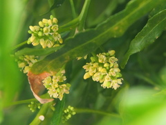 Melicope denhamii