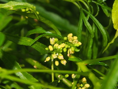 Melicope denhamii