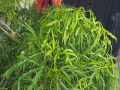 Melicope denhamii