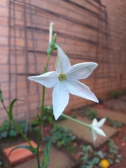 Nicotiana longiflora