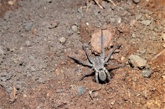 Portacosa cinerea
