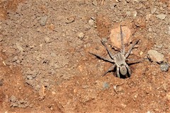 Portacosa cinerea