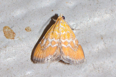 Xanthophysa psychicalis