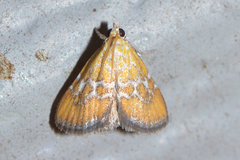 Xanthophysa psychicalis