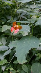 Impatiens capensis
