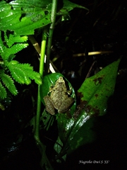 Microhyla achatina