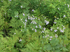 Adenophora divaricata