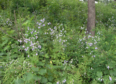 Adenophora divaricata