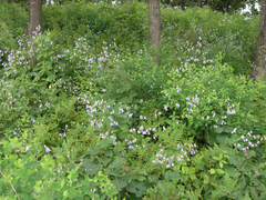 Adenophora divaricata