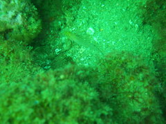 Gobius xanthocephalus