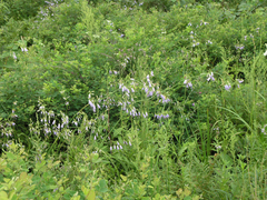 Adenophora divaricata