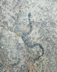 Crotalus lepidus klauberi