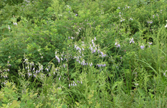 Adenophora divaricata