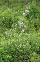 Adenophora divaricata