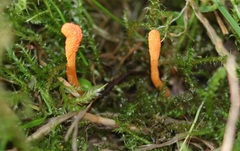 Cordyceps militaris
