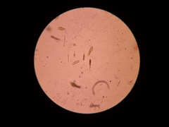 Euglena gracilis
