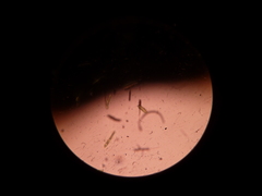 Euglena gracilis