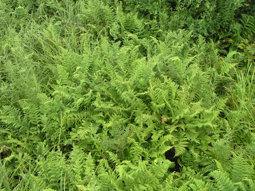 Athyrium yokoscense (Athyrium yokoscense)