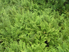Athyrium yokoscense