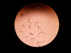 Euglena gracilis