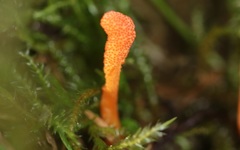 Cordyceps militaris