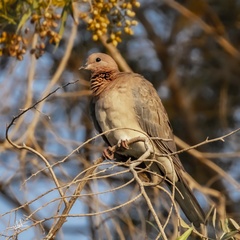 Streptopelia senegalensis