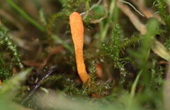 Cordyceps militaris