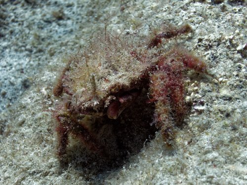 Lesser Spider Crab