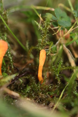 Cordyceps militaris