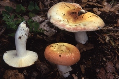 Russula aurora