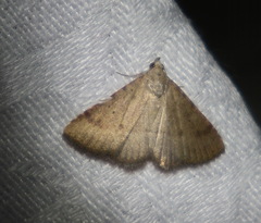 Madope auferens