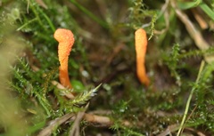 Cordyceps militaris