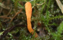 Cordyceps militaris